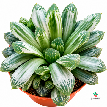 Haworthia Cymbiformis White Tiger