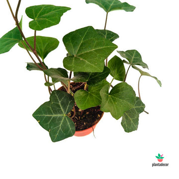 Hedera Hibernica