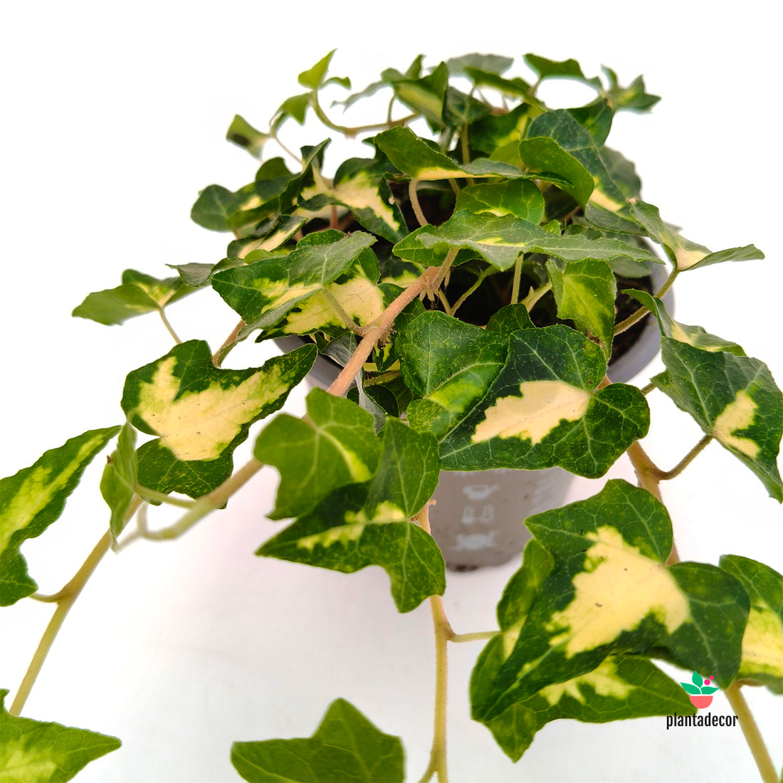 Hedera Helix 'Goldheart'