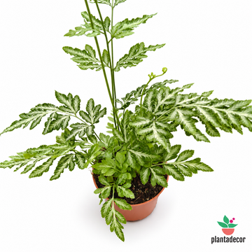 Helecho Pteris Evergemiensis