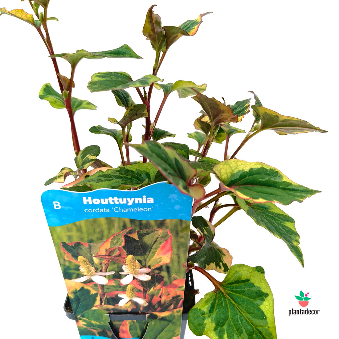 Houttuynia Cordata 'Camaleón'