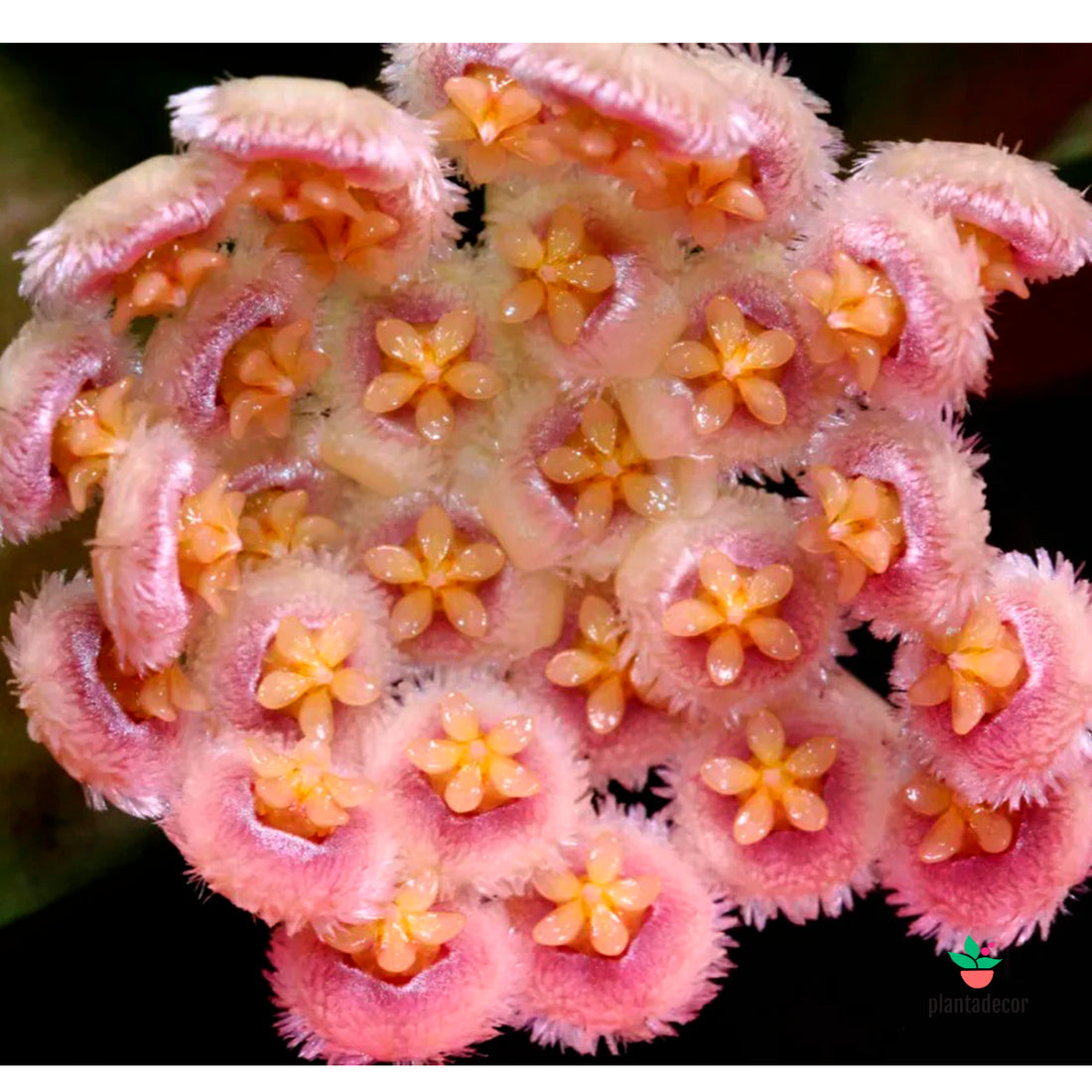 Hoya Nabawensis Splash