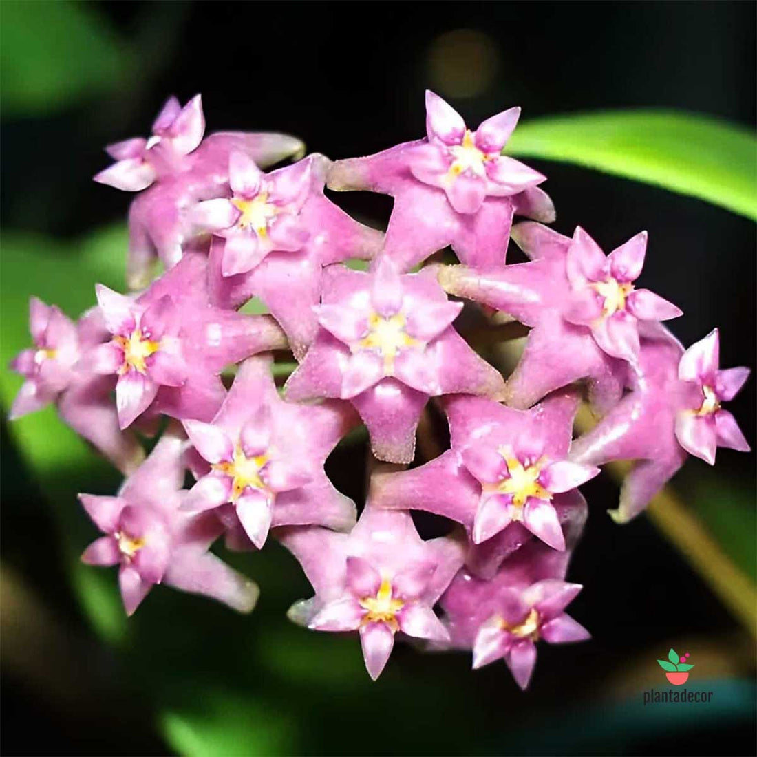 Hoya Sarawak Cream