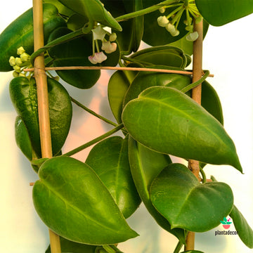 Hoya Calycina Stargazer