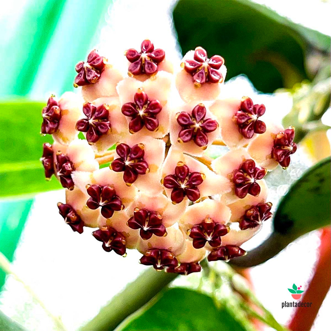 Hoya Kerrii Planta M-12