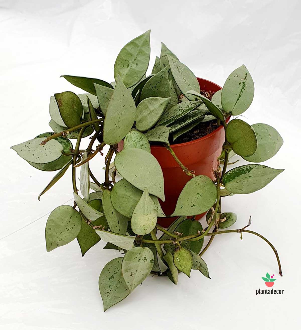 Hoya Krohniana "Eskimo"