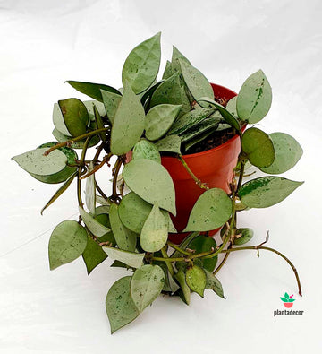 Hoya Krohniana "Eskimo"