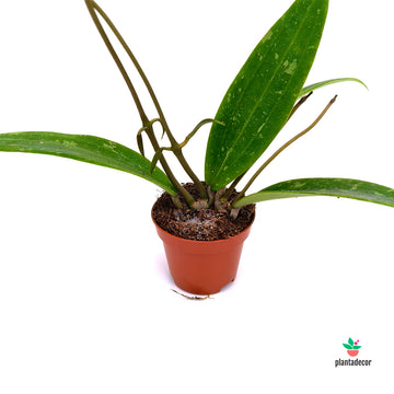 Hoya sp Loei