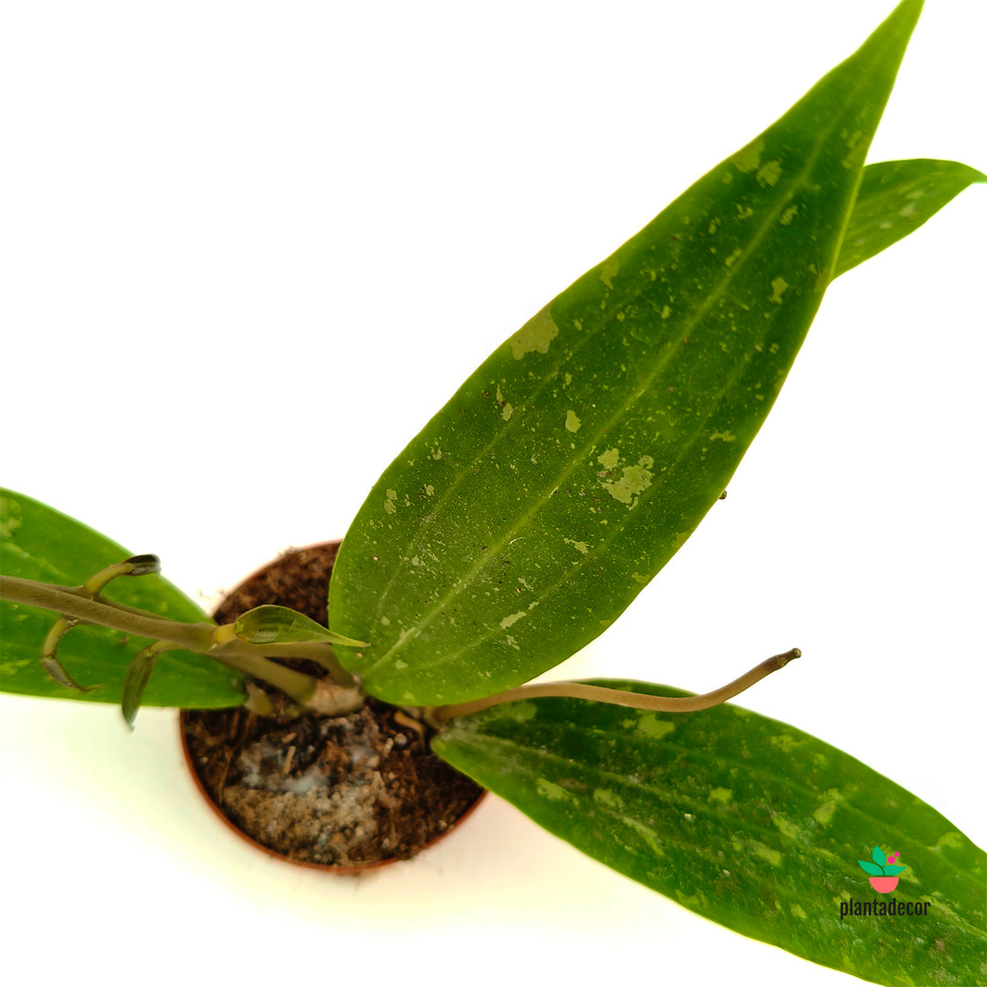 Hoya sp Loei