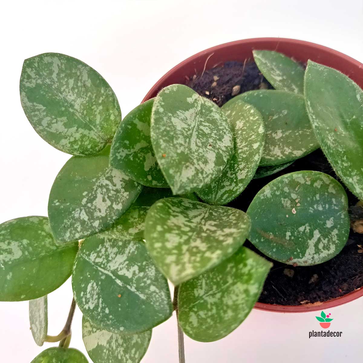 Hoya Mathilde Splash