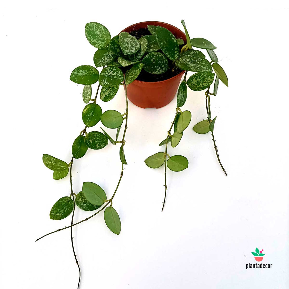 Hoya Mathilde Splash