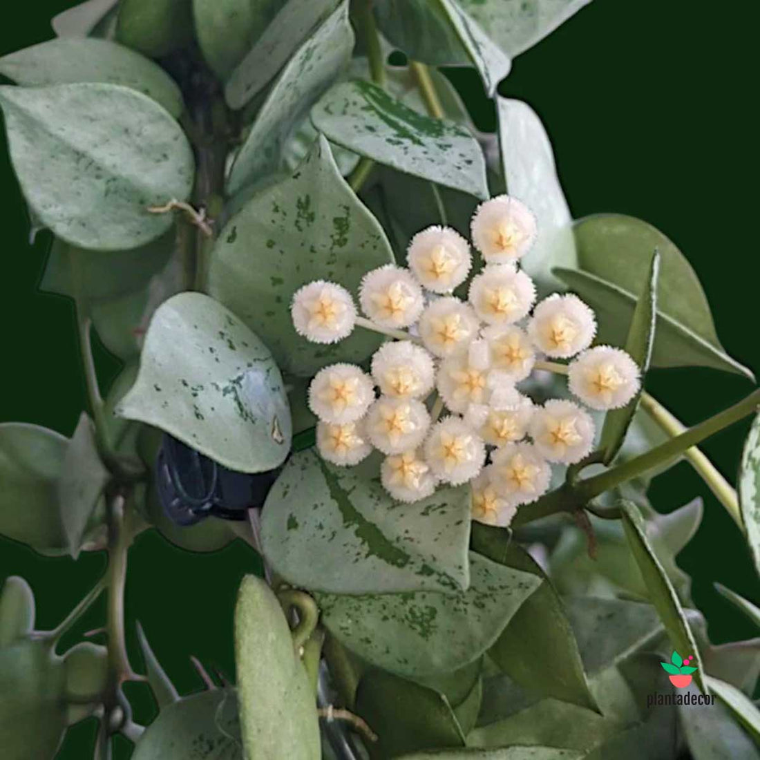 Hoya Krohniana "Eskimo"