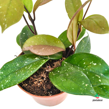 Hoya Carnosa Stardust