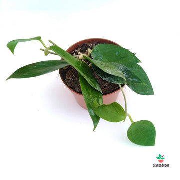 Hoya Timor