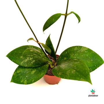 Hoya Vitellina