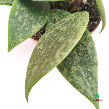 Hoya Vibergiae