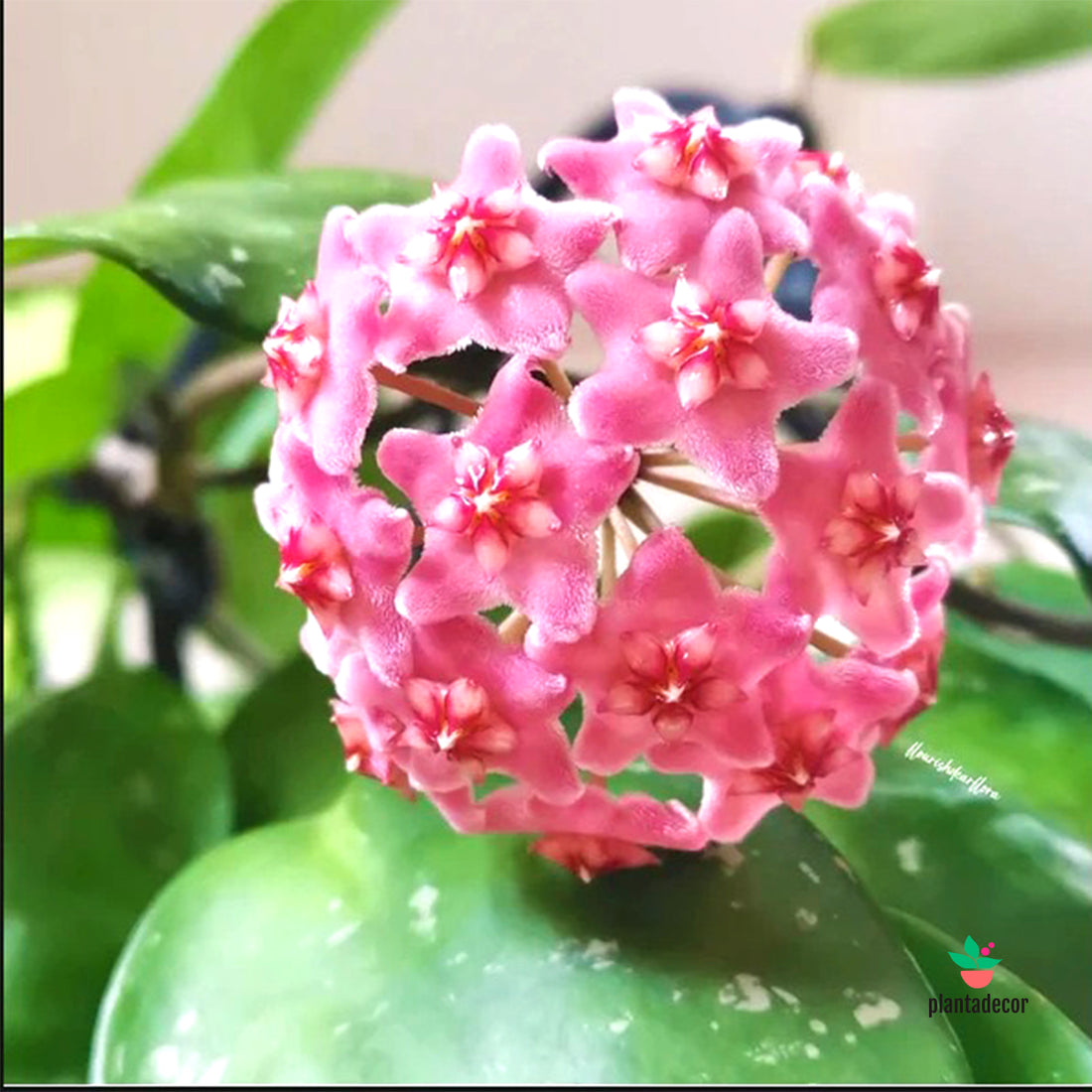 Hoya Carnosa Stardust