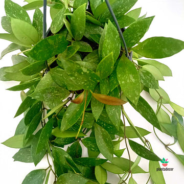 Hoya Carnosa Gracilis