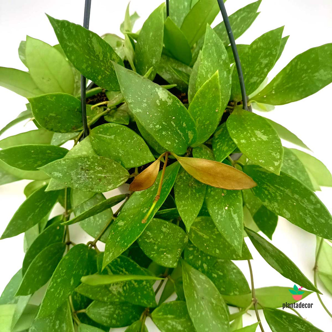 Hoya Carnosa Gracilis