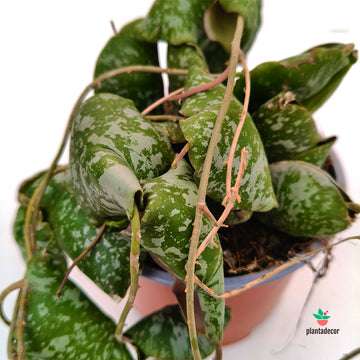 Hoya Imbricata