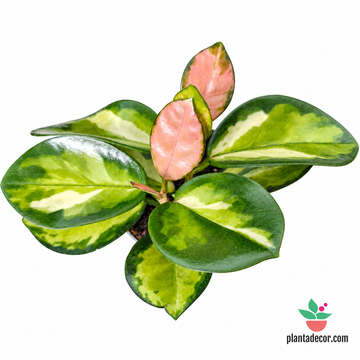 Hoya 'Krimson Princess' - Mini