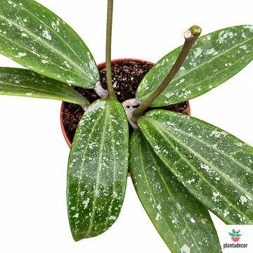Hoya sp Loei