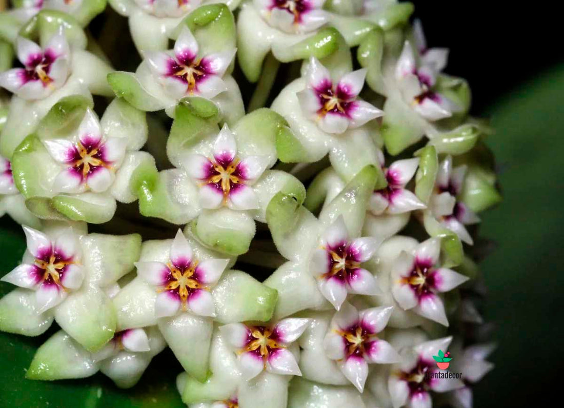 Hoya Parasitica Black Edge