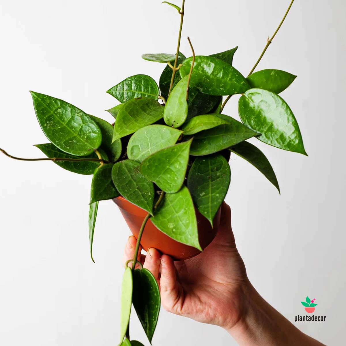 Hoya Parasitica Black Edge