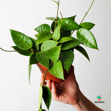 Hoya Parasitica Black Edge