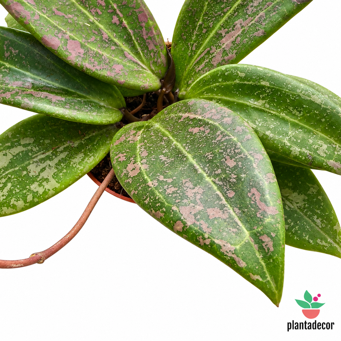 Hoya Vibergiae