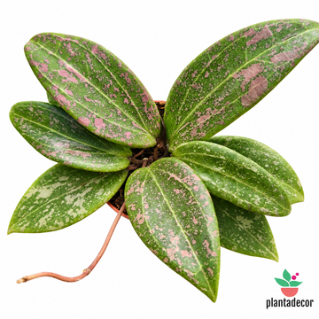 Hoya Vibergiae