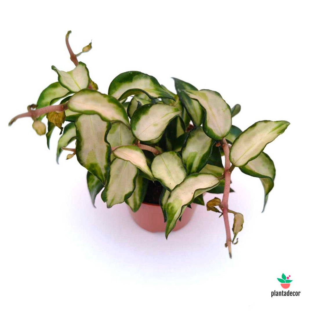 Hoya Lacunosa Tricolor Bruno