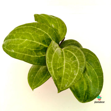 Hoya Sarawak Cream
