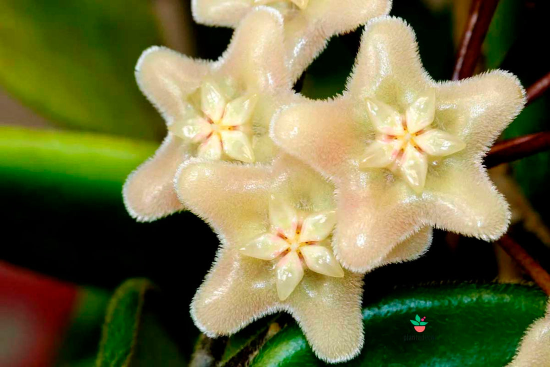 Hoya Vangviengiensis