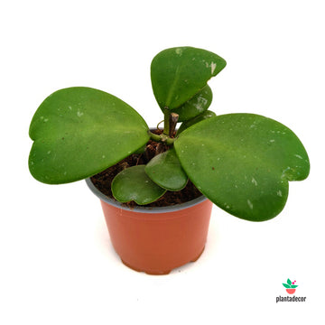Hoya Kerrii Planta M-12