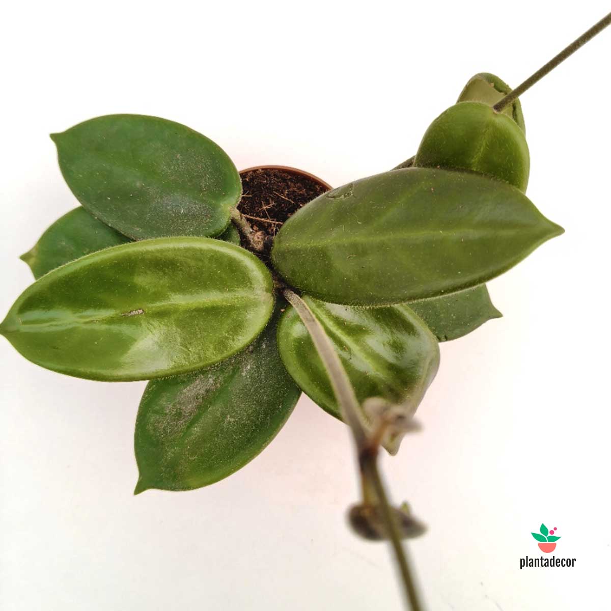 Hoya Vangviengiensis