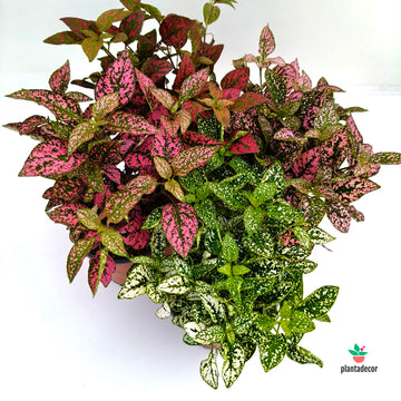 Hypoestes Phyllostachya 'Mix'