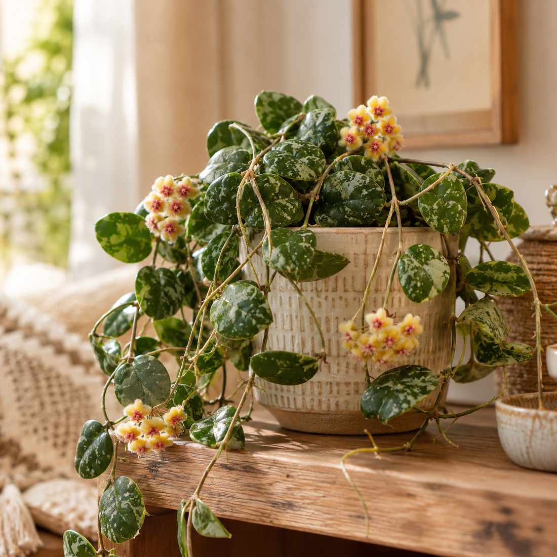 Hoya Imbricata