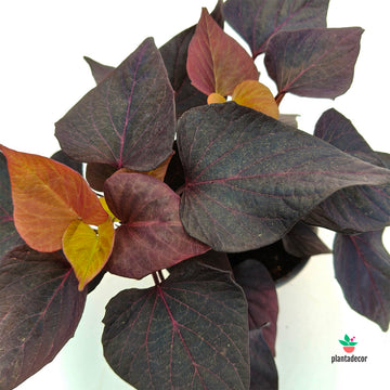 Ipomea Batatas