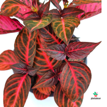 Iresine Herbstii "Blood Leaf Red"