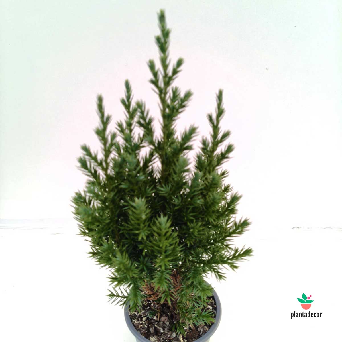 Juniperus Chinensis Stricta