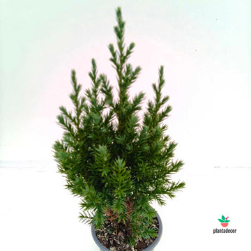 Juniperus Chinensis Stricta
