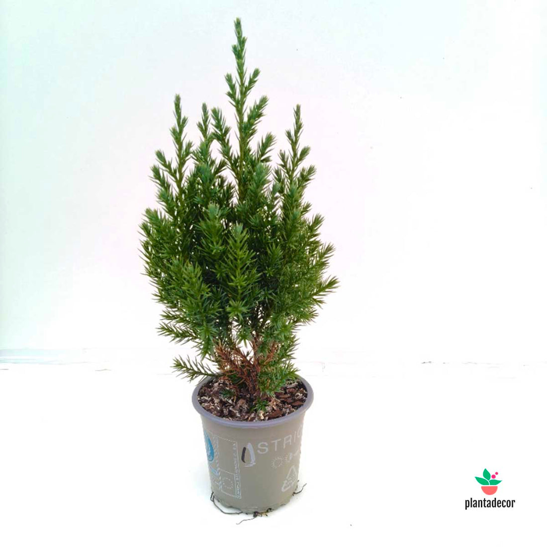 Juniperus Chinensis Stricta
