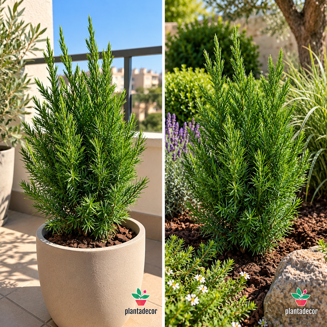 Juniperus Chinensis Stricta