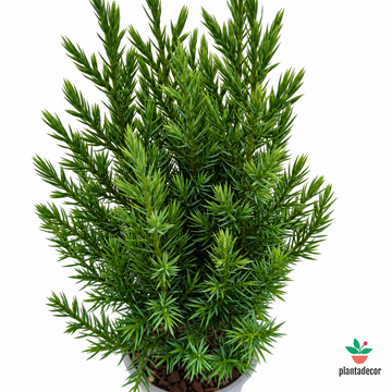 Juniperus Chinensis Stricta
