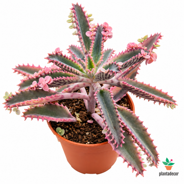 Kalanchoe Pink Butterflies - Mini