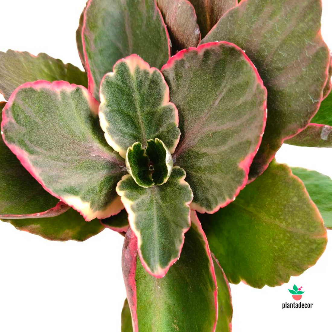 Kalanchoe Fedtschenkoi Variegata