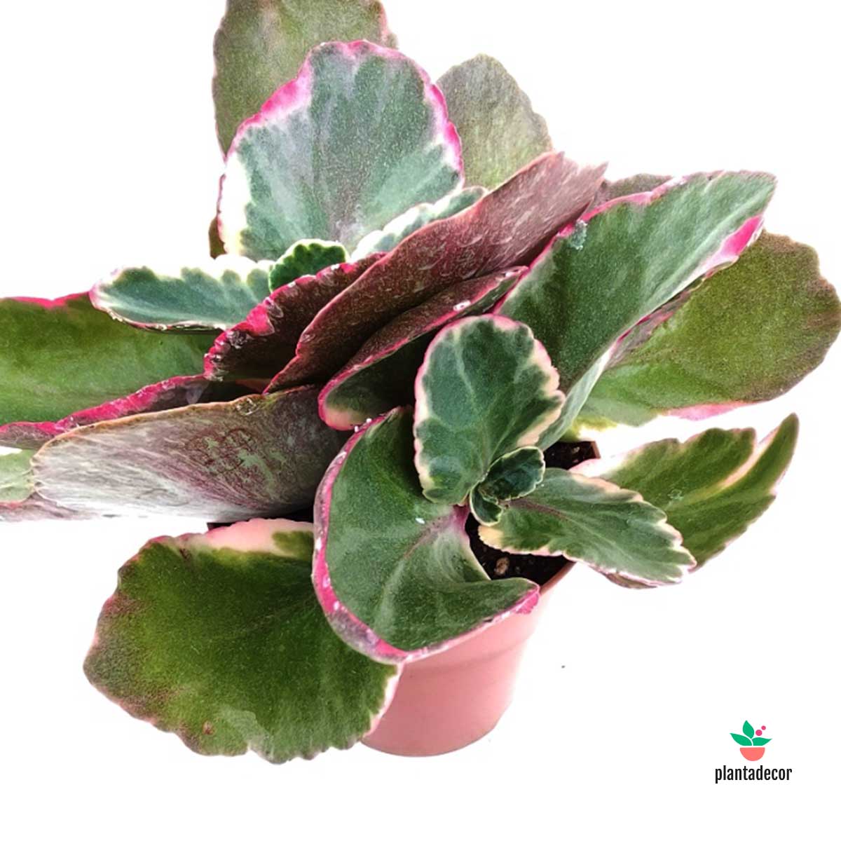 Kalanchoe Fedtschenkoi Variegata