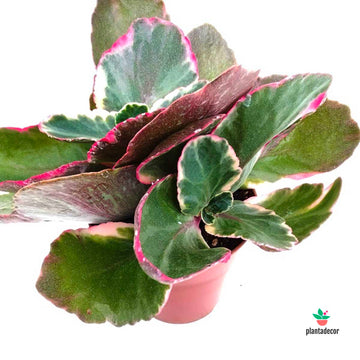 Kalanchoe Fedtschenkoi Variegata