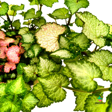Lamium Maculatum